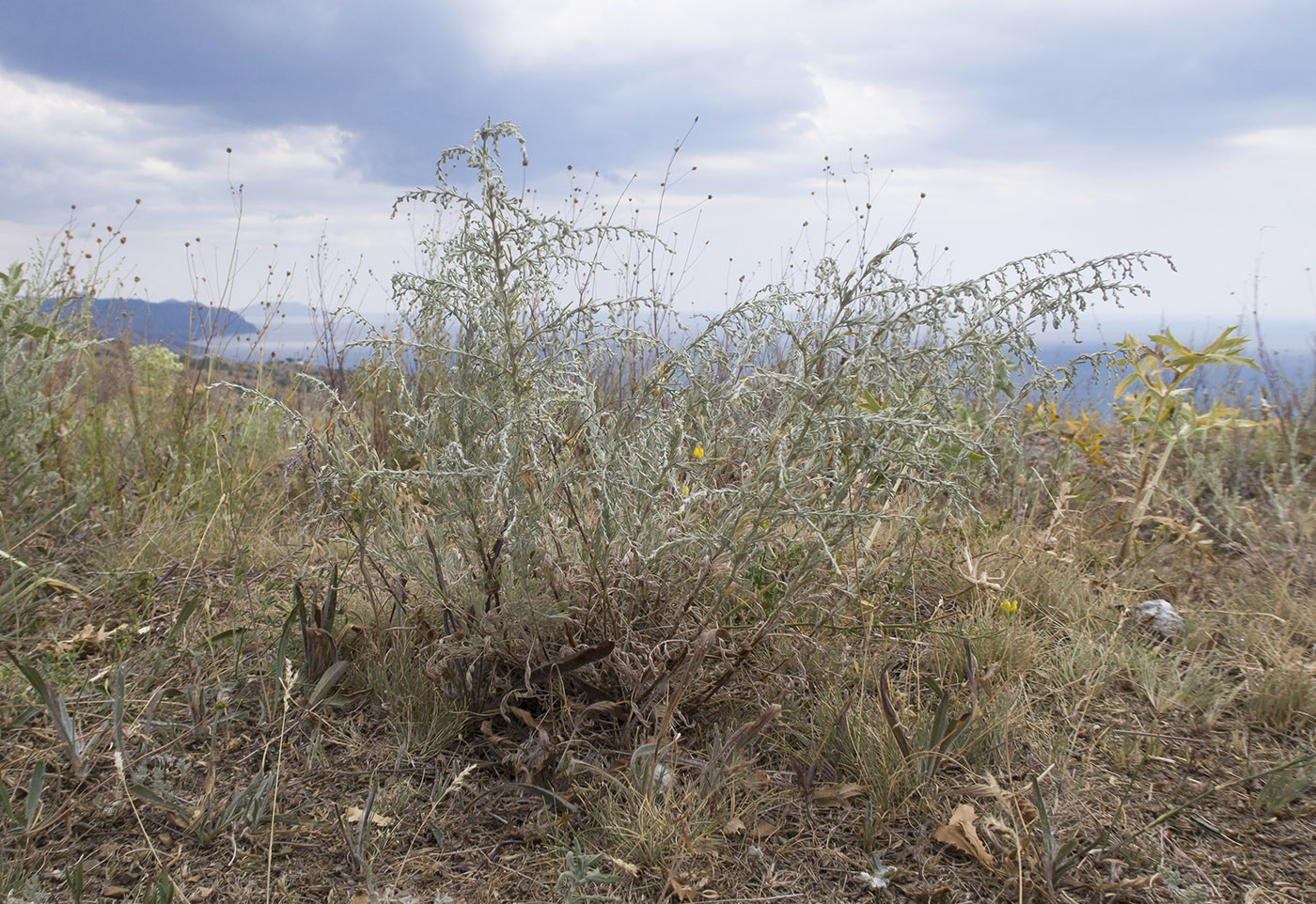 Изображение особи Artemisia santonicum.