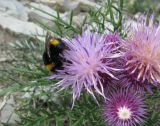 Lamyra echinocephala. Соцветия с кормящимся шмелем. Краснодарский край, окр. г. Новороссийск, хр. Маркотх, пер. Андреевский, каменистый склон. 07.08.2019.