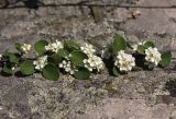Cotoneaster nummularius