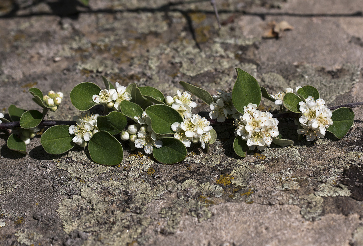 Изображение особи Cotoneaster nummularius.