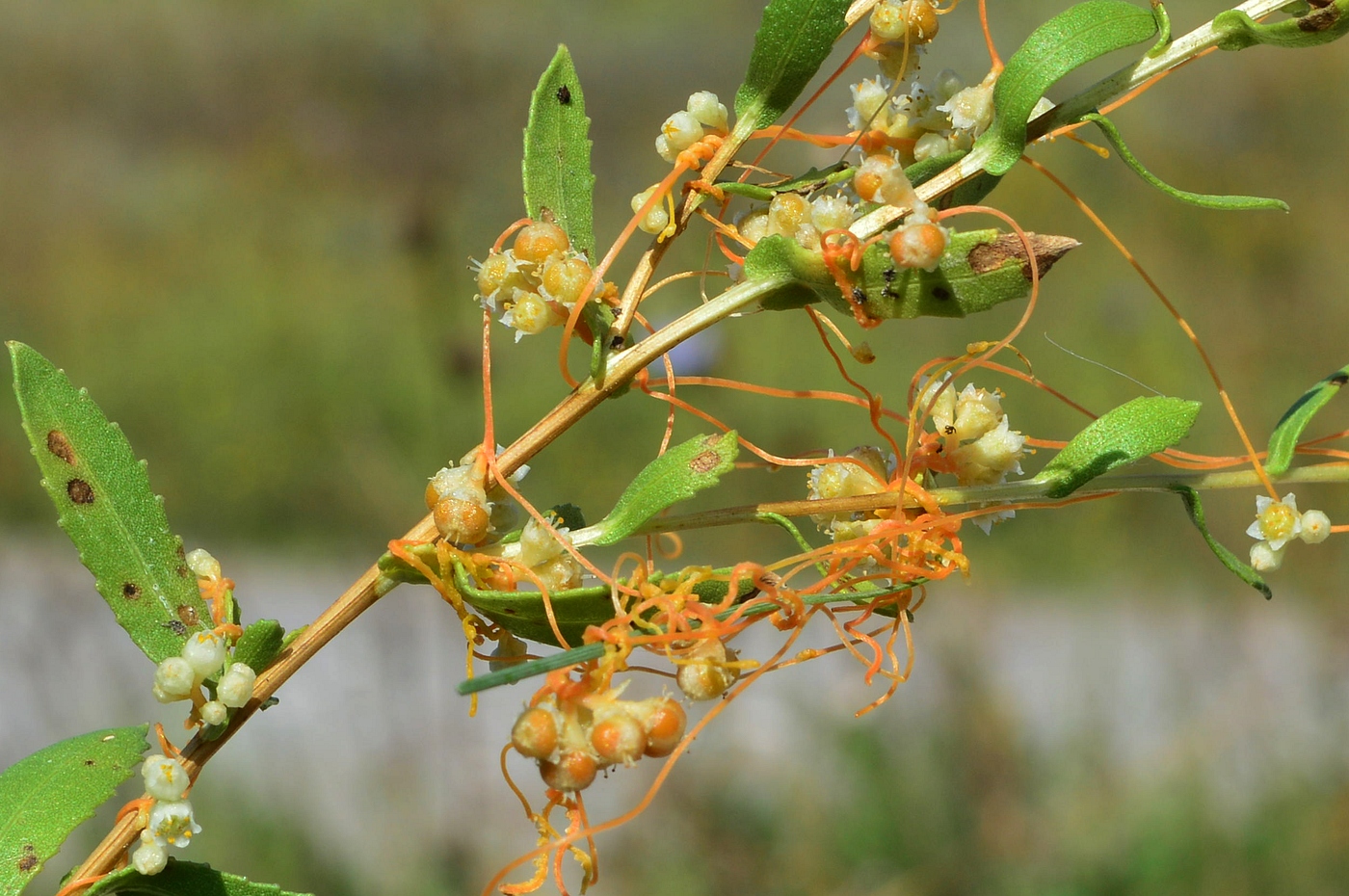 Изображение особи Cuscuta cesatiana.