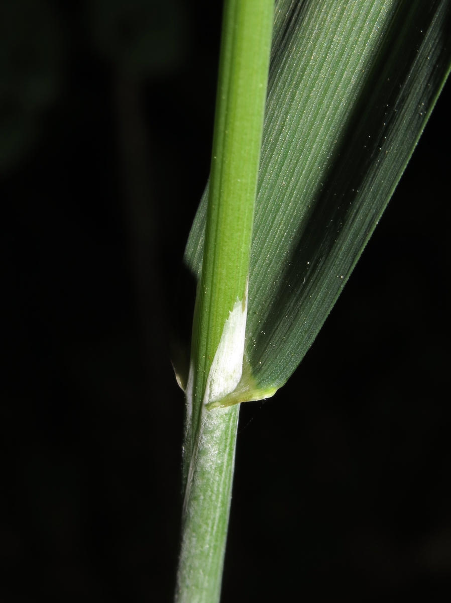 Image of Milium effusum specimen.