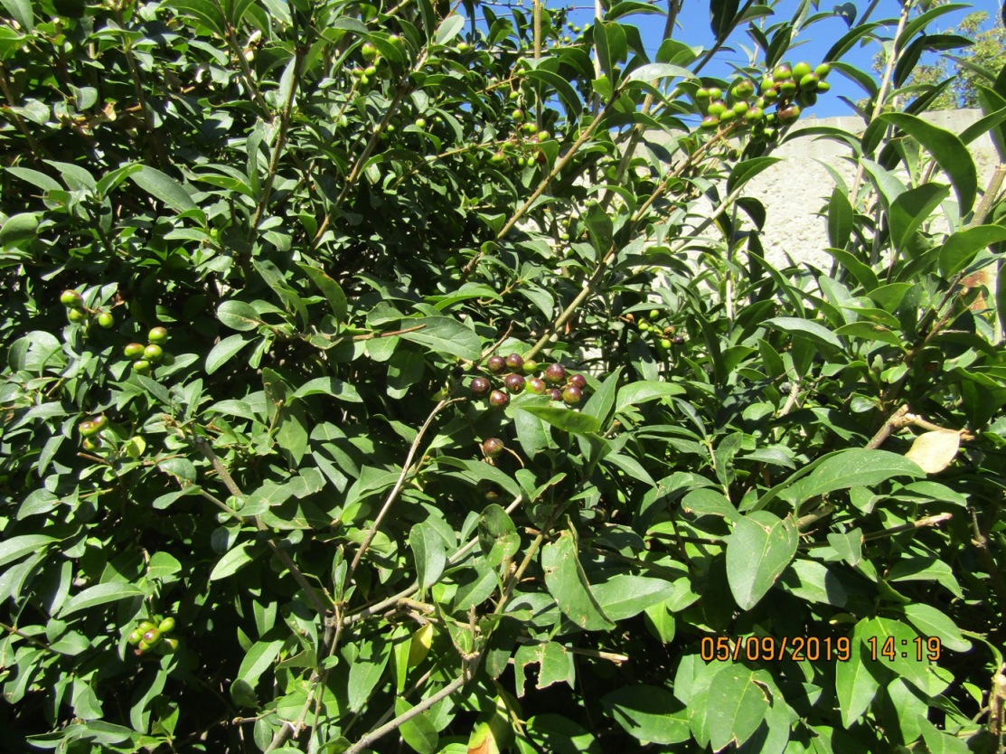 Image of Ligustrum vulgare specimen.