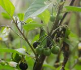 Solanum nigrum. Часть веточки с плодами разной степени зрелости. Пермь, Свердловский р-н, центр города, в щелях между тротуарными плитками. 4 сентября 2019 г.