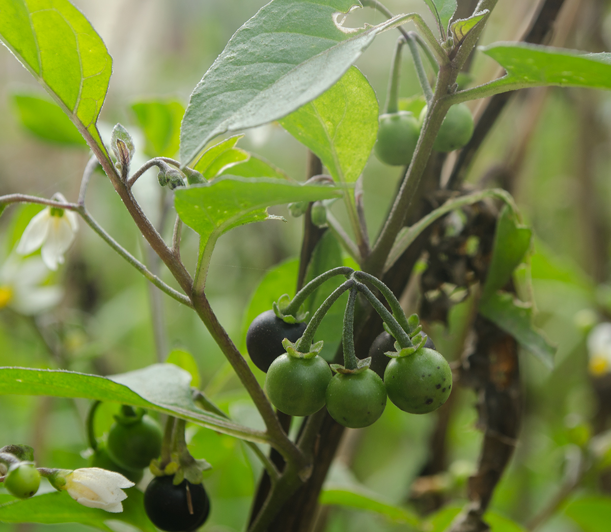 Изображение особи Solanum nigrum.