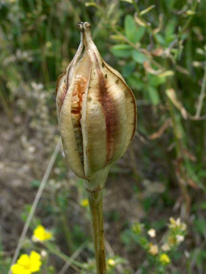 Image of Tulipa tschimganica specimen.