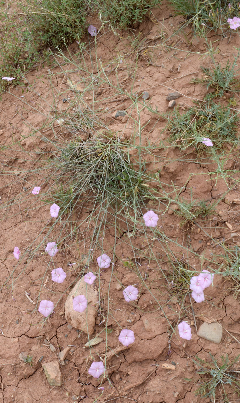 Image of Convolvulus pseudocantabrica specimen.