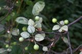 Malus hupehensis. Часть ветви с плодами (листья поражены грибами). Узбекистан, г. Ташкент, Ботанический сад им. Ф.Н. Русанова, участок дендрофлоры Восточной Азии. 04.08.2019.