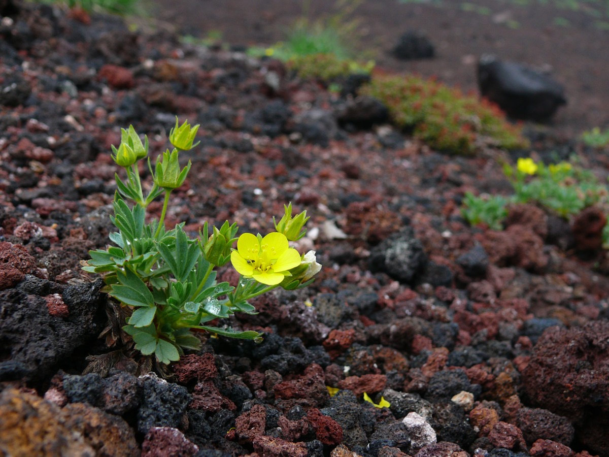 Image of Potentilla miyabei specimen.