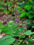 Stachys sylvatica