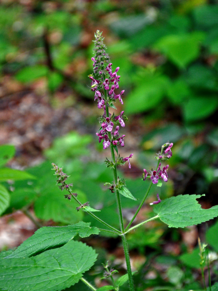 Изображение особи Stachys sylvatica.