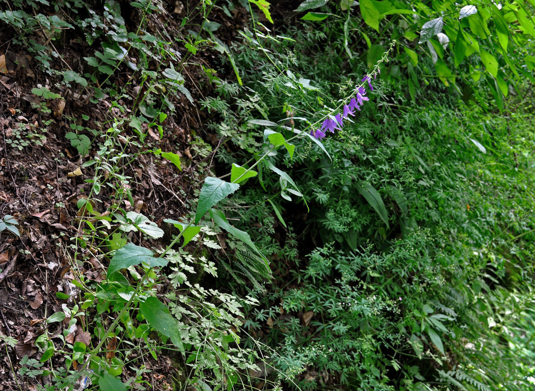 Изображение особи Campanula rapunculoides.