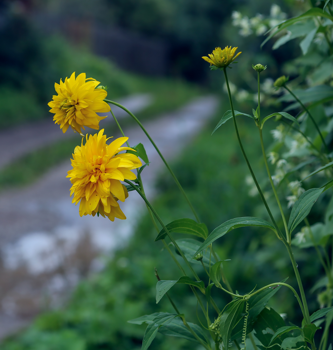 Image of Rudbeckia laciniata var. hortensia specimen.