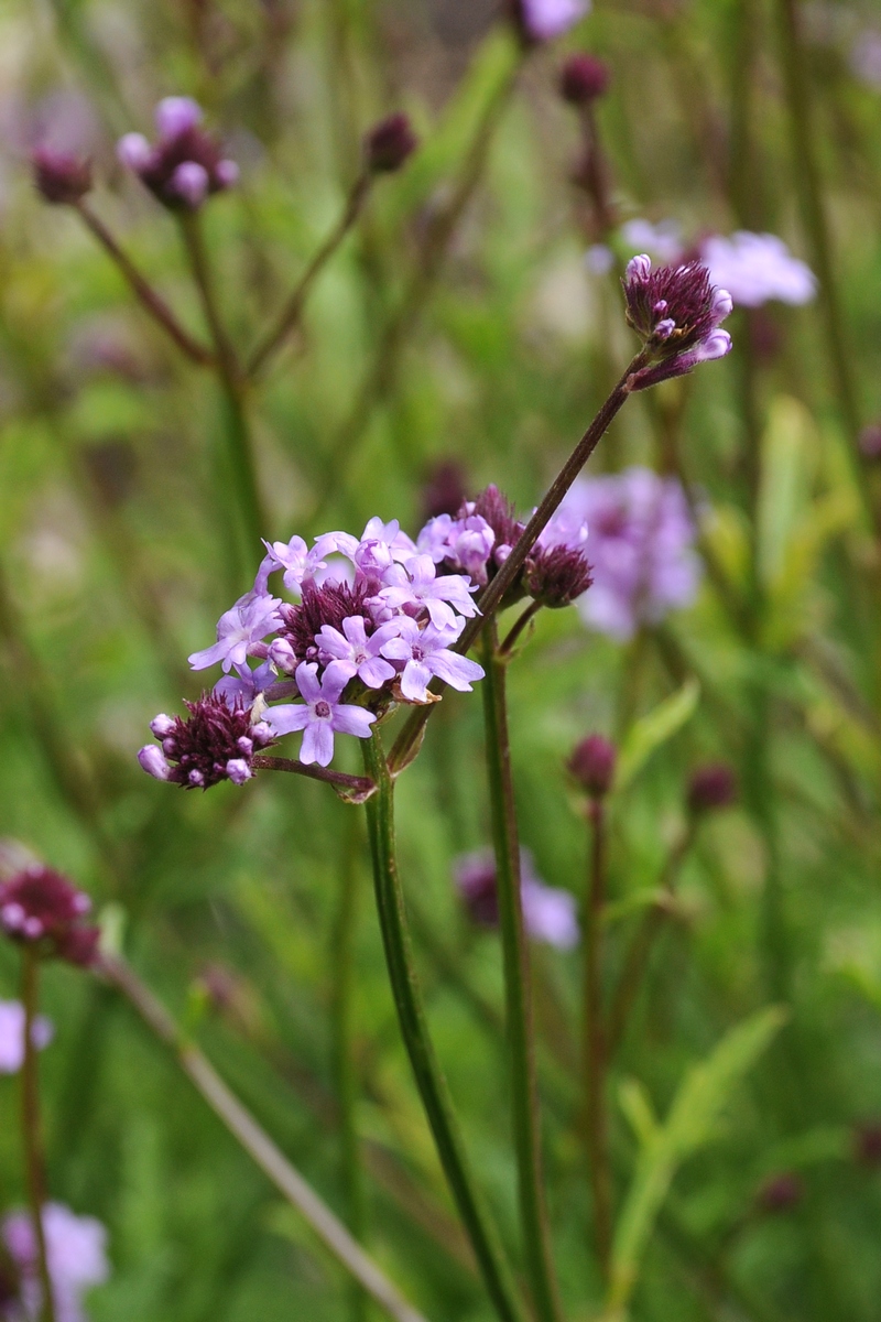 Изображение особи Glandularia lilacina.