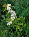 Spiraea media