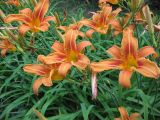 Hemerocallis fulva