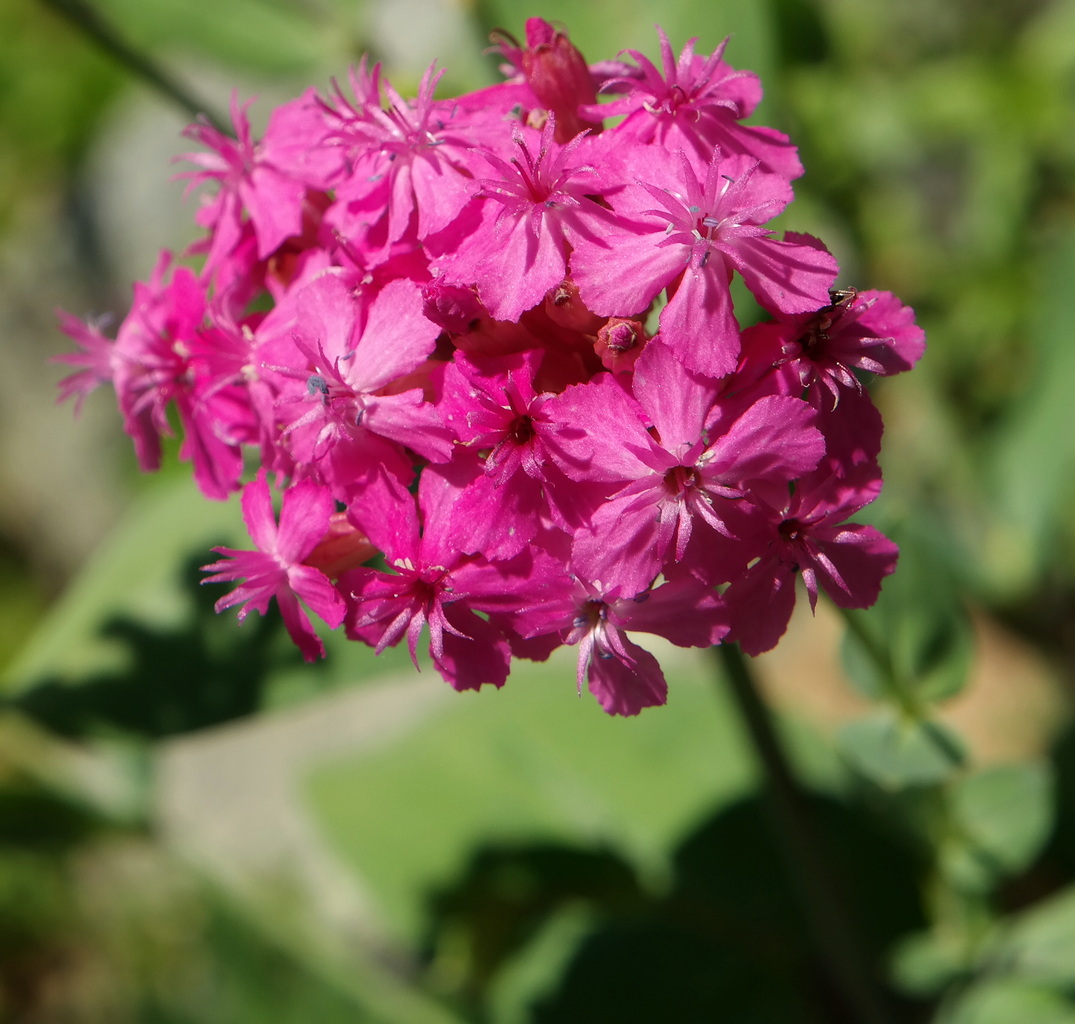 Image of Silene compacta specimen.
