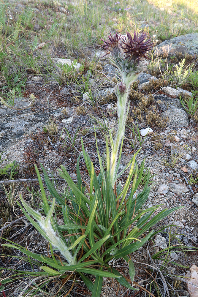 Изображение особи Saussurea schanginiana.