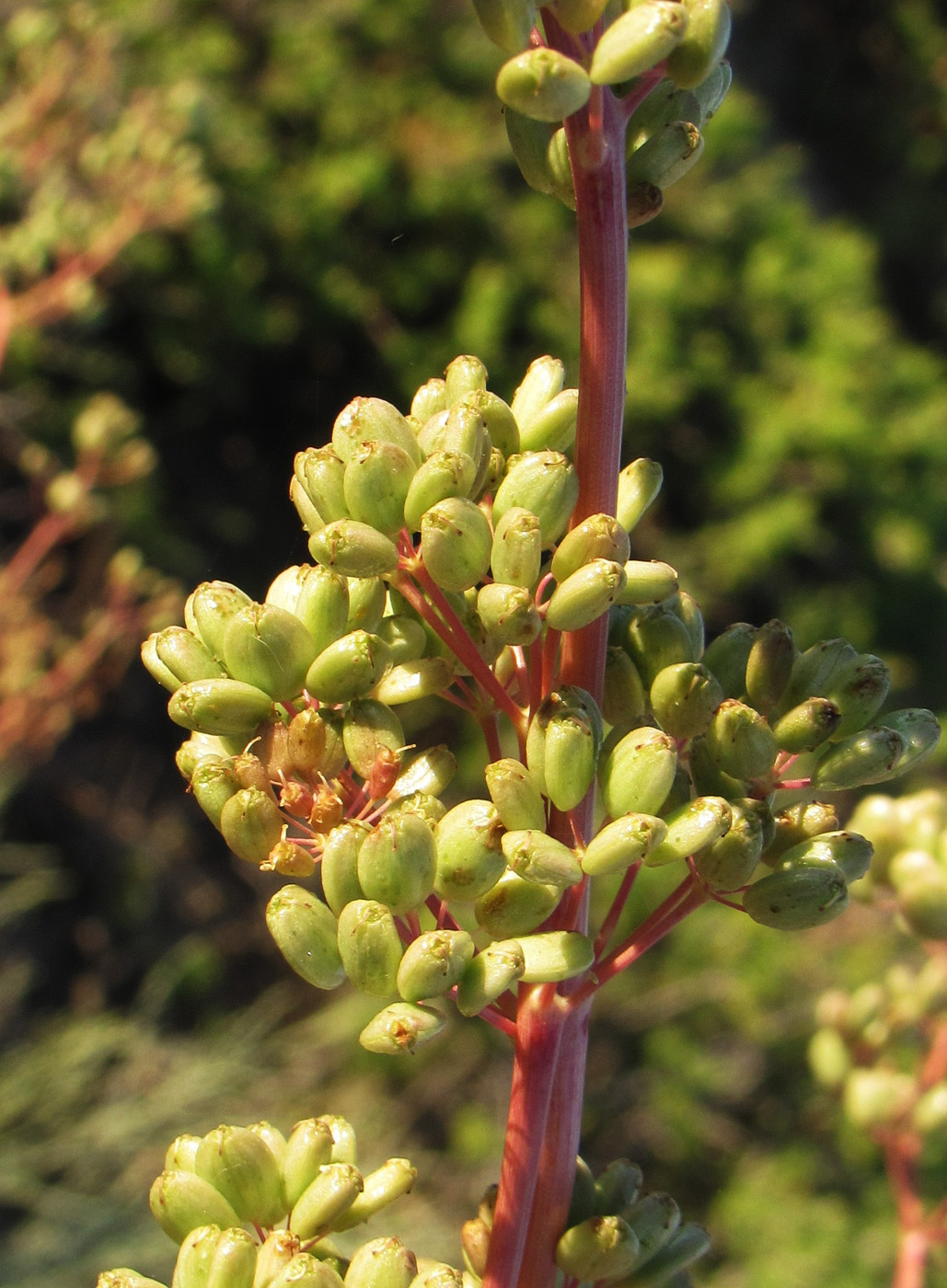 Image of Ferula paniculata specimen.