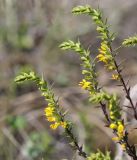 Orthanthella lutea. Соцветия. Саратовская обл., Красноармейский р-н, окр. с. Белогорское, степь. 07.08.2018.