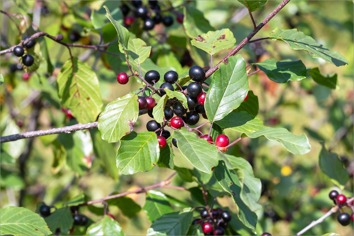 Изображение особи Frangula alnus.