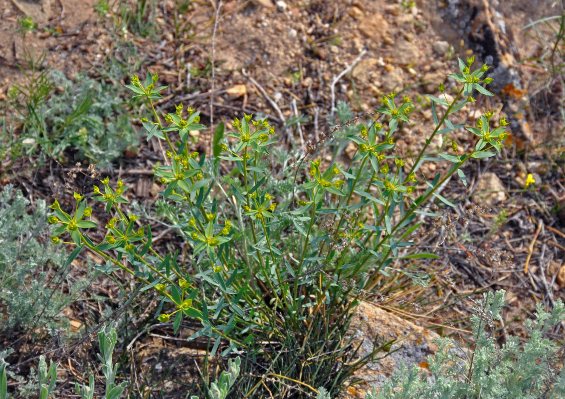 Изображение особи Euphorbia seguieriana.