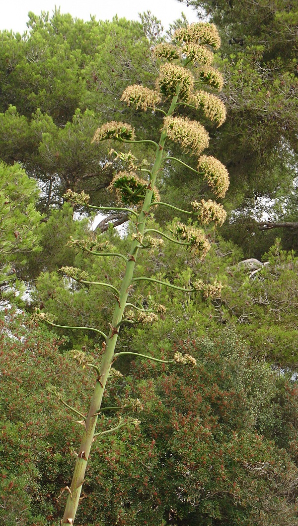 Изображение особи Agave americana.