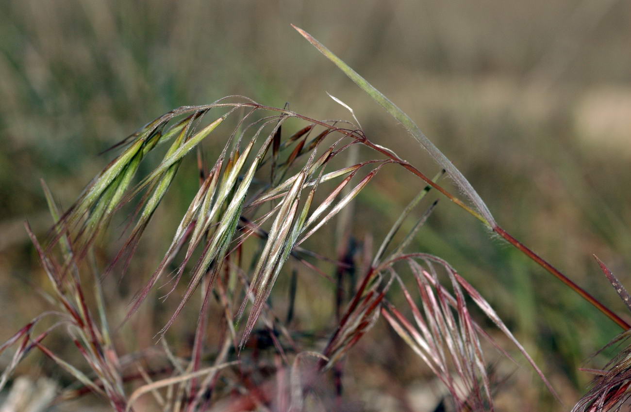 Изображение особи Anisantha tectorum.