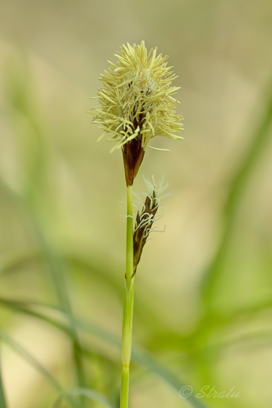 Изображение особи Carex brevicollis.