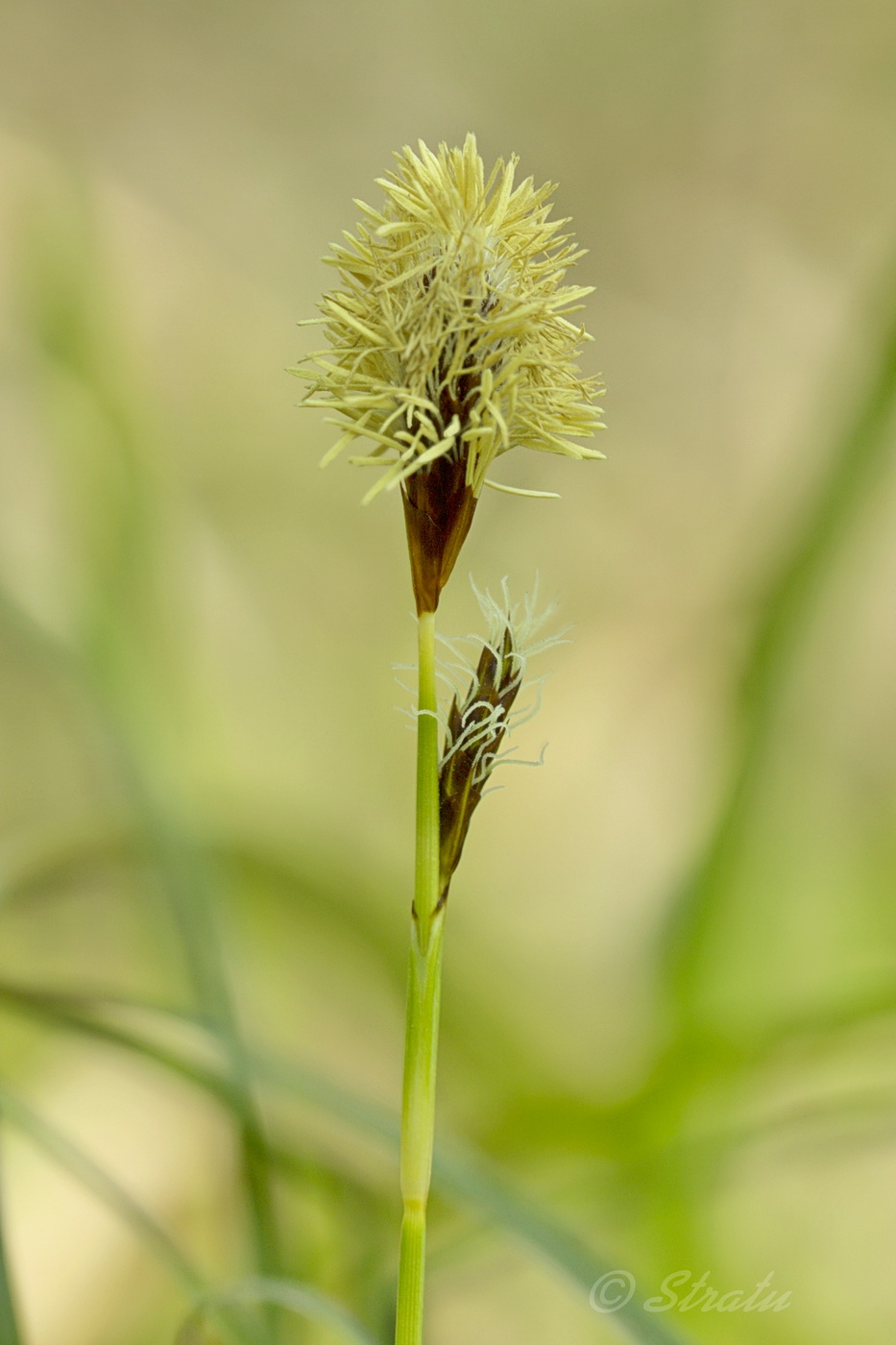 Image of Carex brevicollis specimen.