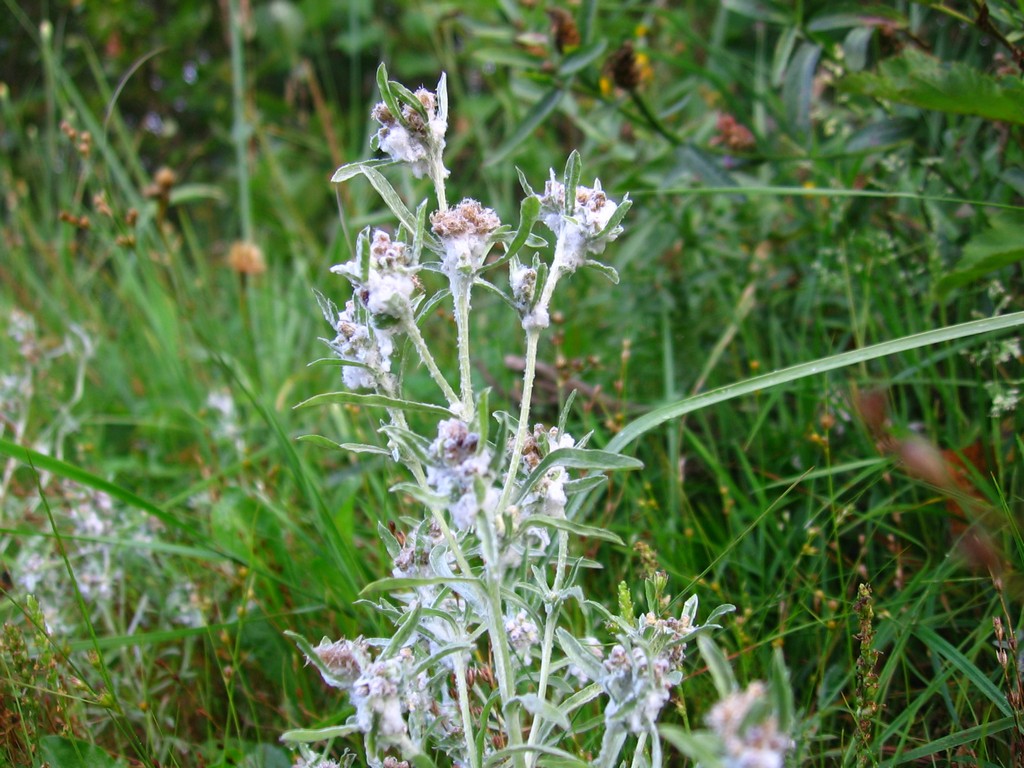 Изображение особи Gnaphalium uliginosum.