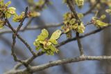 Ulmus glabra