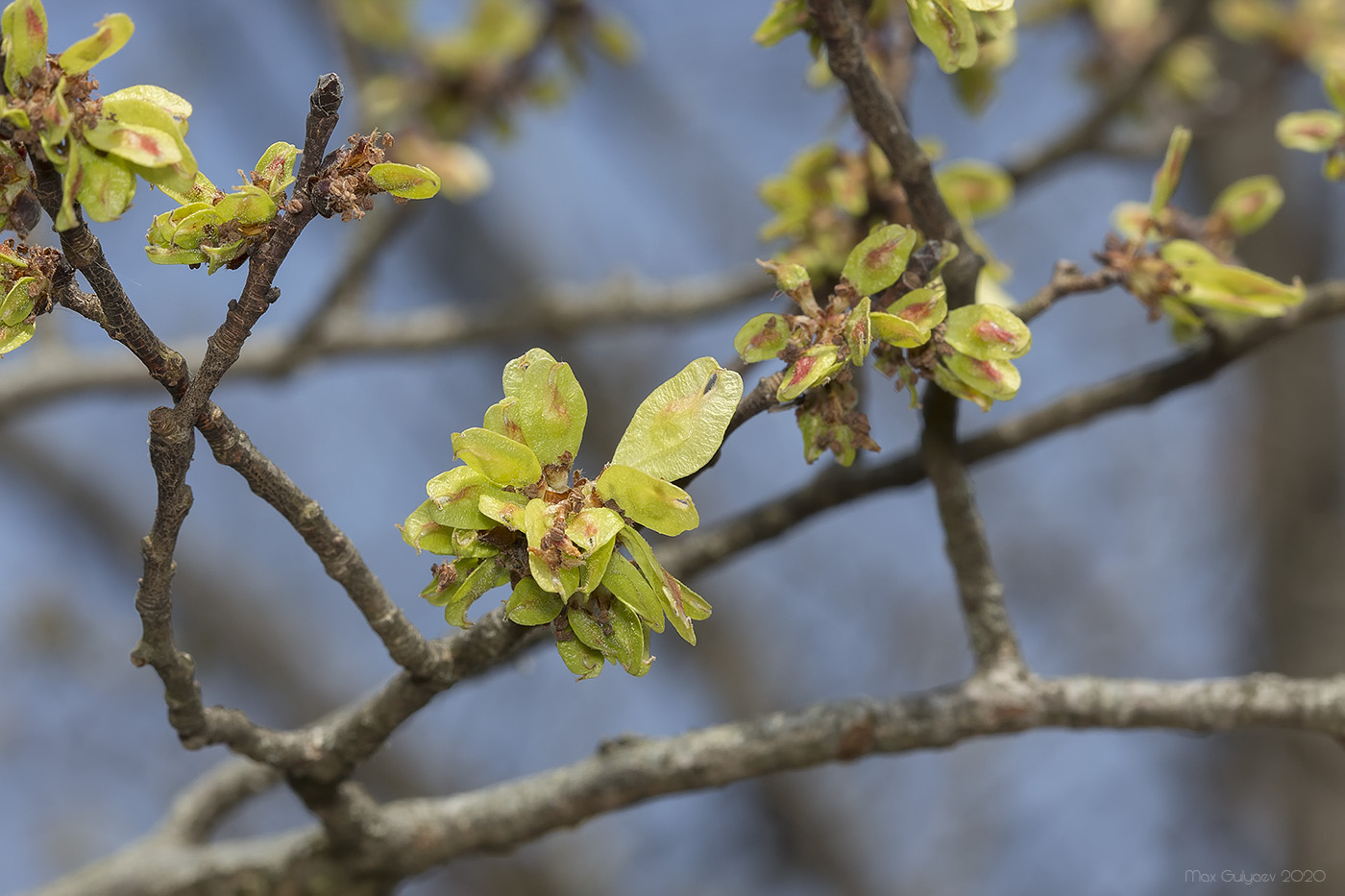 Изображение особи Ulmus glabra.