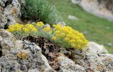 Odontarrhena obtusifolia. Цветущее растение. Крым, Керченский п-ов, Приазовье, Генеральские пляжи, в трещине скалы на берегу моря. 10.05.2019.