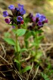 Pulmonaria obscura