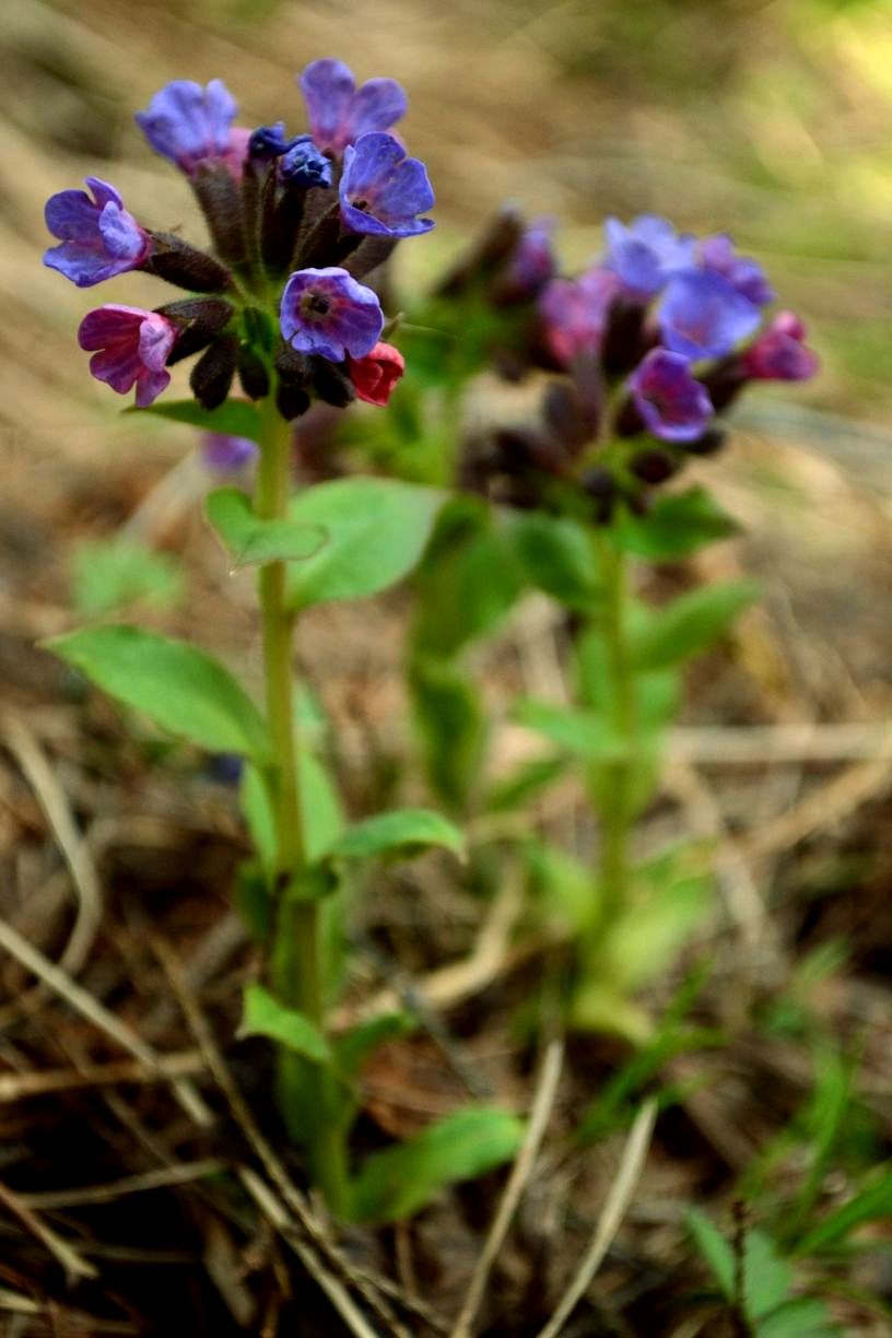 Изображение особи Pulmonaria obscura.