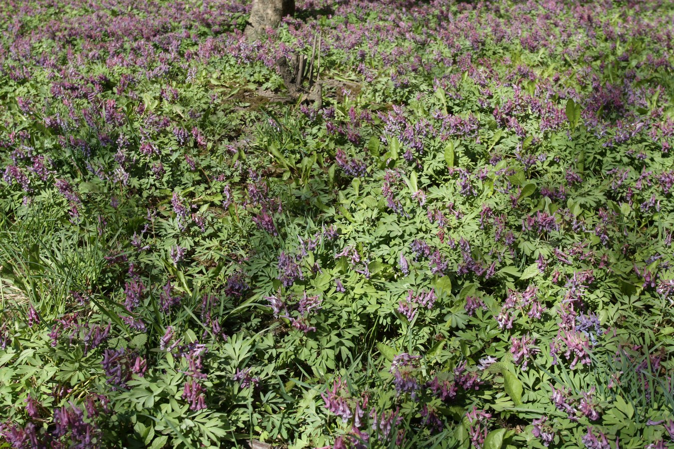 Image of Corydalis solida specimen.