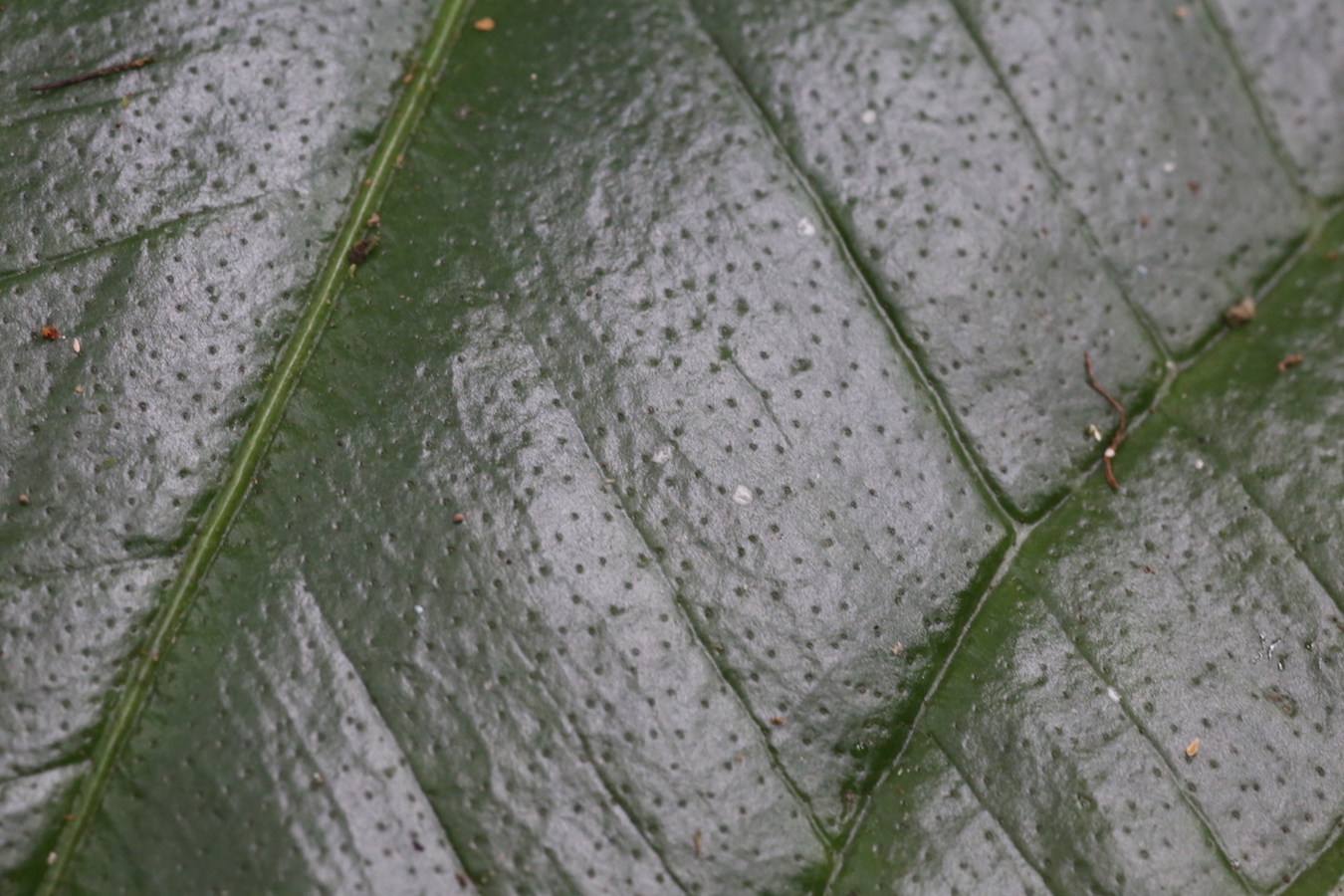 Image of Anthurium ovatifolium specimen.