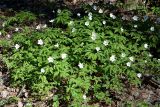 Anemone nemorosa