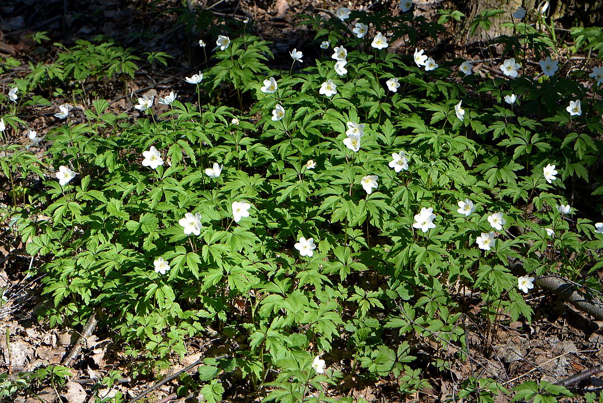 Изображение особи Anemone nemorosa.