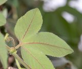 Passiflora mixta
