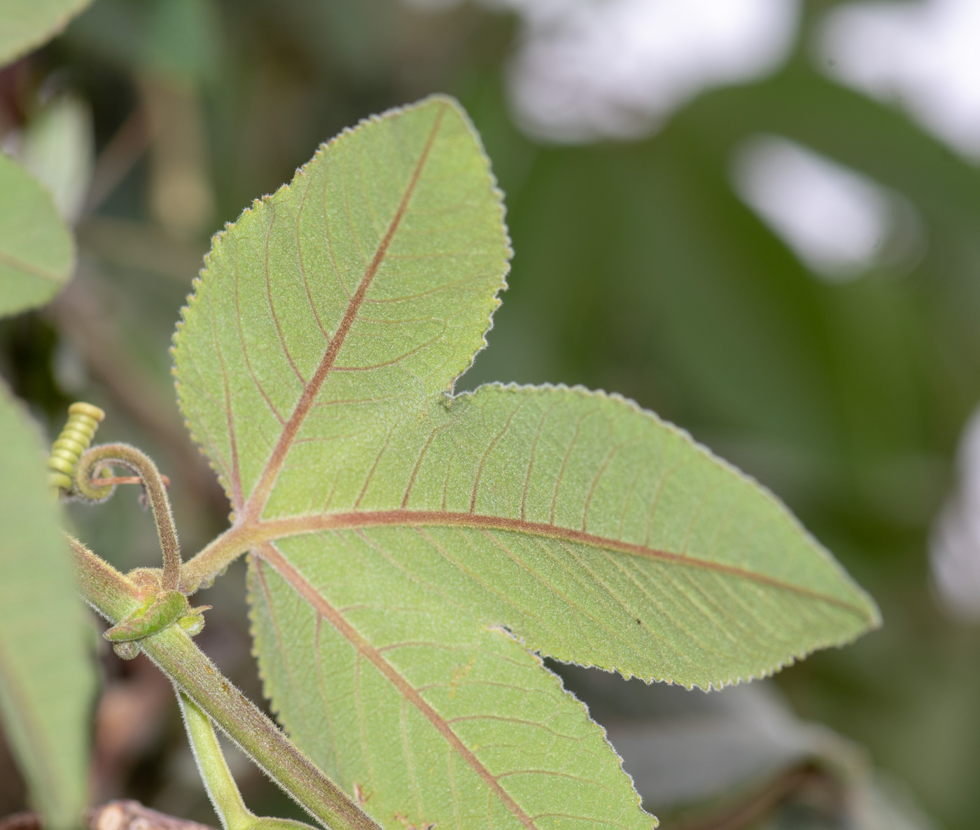 Изображение особи Passiflora mixta.