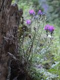 Oxytropis ivdelensis