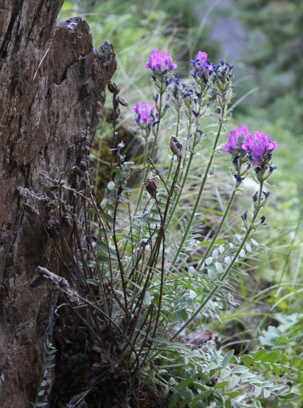 Image of Oxytropis ivdelensis specimen.