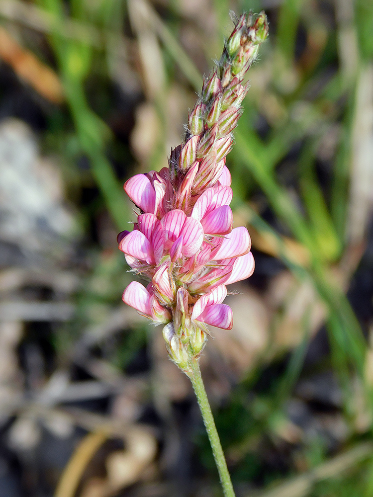 Image of Onobrychis miniata specimen.