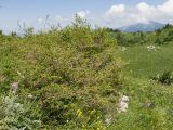 Spiraea hypericifolia. Отцветшее растение. Краснодарский край, Апшеронский р-н, гора Черногор, платообразная вершина, ≈ 1750 м н.у.м., на скале. 27.06.2020.