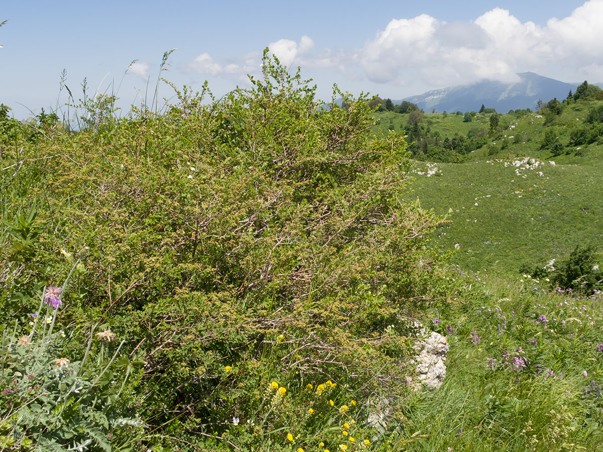 Image of Spiraea hypericifolia specimen.