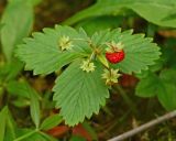 Fragaria vesca