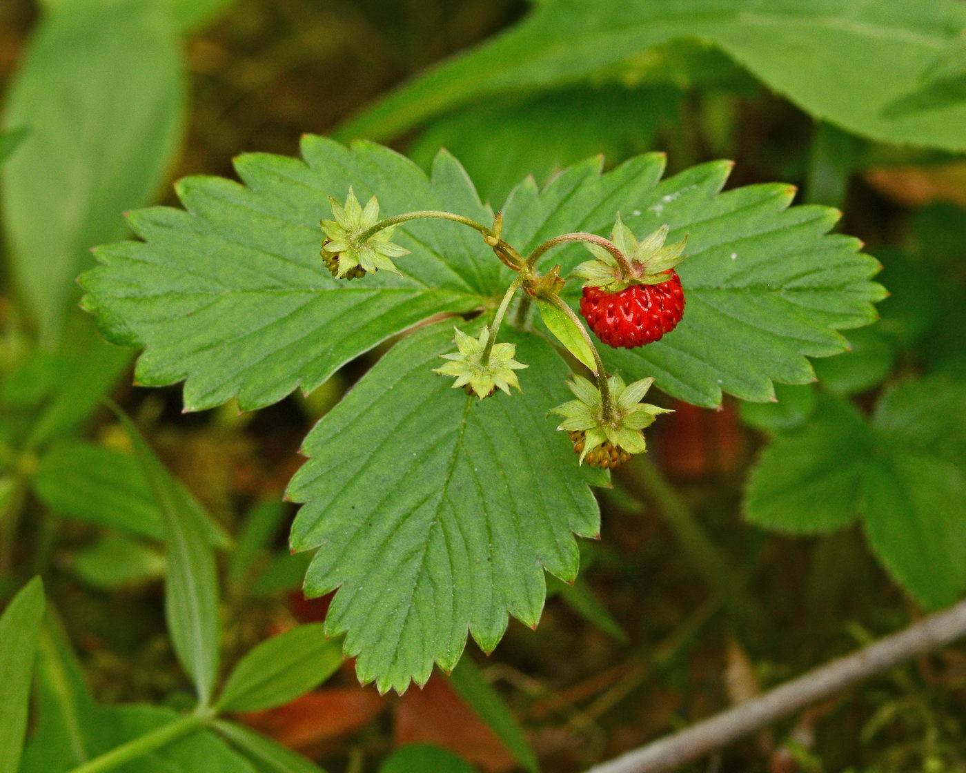 Изображение особи Fragaria vesca.