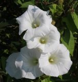 Calystegia sepium